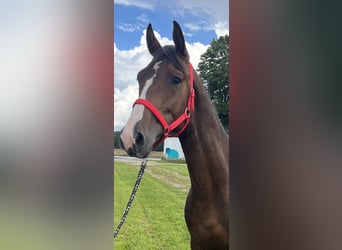 Mecklenburger Warmblut, Hengst, 2 Jahre, 162 cm