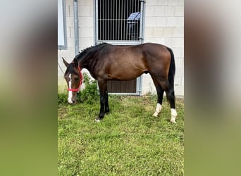 Mecklenburger Warmblut, Hengst, 2 Jahre, 162 cm