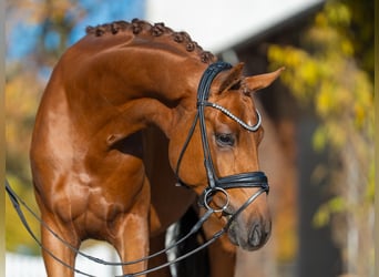 Mecklenburger Warmblut, Hengst, 2 Jahre, 165 cm, Fuchs