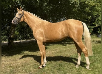 Mecklenburger Warmblut, Hengst, 2 Jahre, 167 cm, Palomino