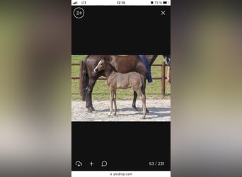 Mecklenburger Warmblut, Hengst, 2 Jahre, 173 cm