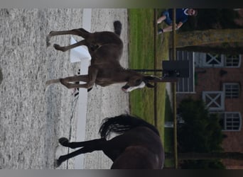 Mecklenburger Warmblut, Hengst, 2 Jahre, 173 cm, Rappe