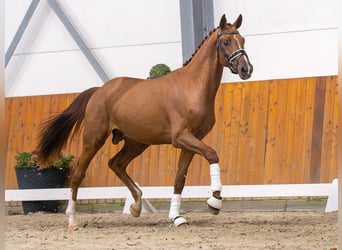 Mecklenburger Warmblut, Hengst, 2 Jahre, Fuchs