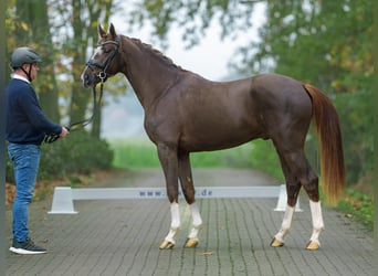 Mecklenburger Warmblut, Hengst, 2 Jahre, Fuchs