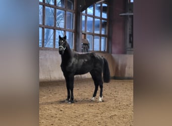 Mecklenburger Warmblut, Hengst, 2 Jahre, Rappe