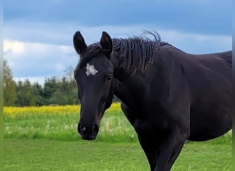 Mecklenburger Warmblut, Hengst, 2 Jahre, Rappe