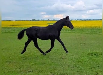 Mecklenburger Warmblut, Hengst, 2 Jahre, Rappe