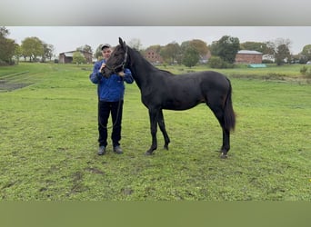 Mecklenburger Warmblut, Hengst, 2 Jahre, Schwarzbrauner