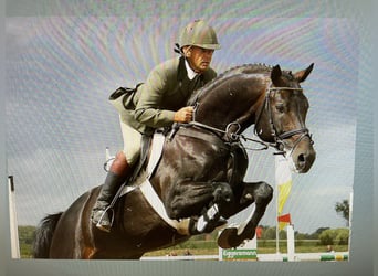 Mecklenburger Warmblut, Hengst, 2 Jahre, Schwarzbrauner