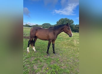 Mecklenburger Warmblut, Hengst, 3 Jahre, 163 cm, Dunkelbrauner