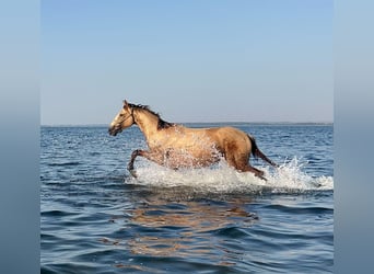 Mecklenburger Warmblut, Hengst, 3 Jahre, 167 cm, Buckskin