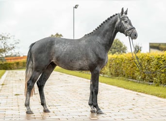 Mecklenburger Warmblut, Hengst, 3 Jahre, 172 cm, Schimmel