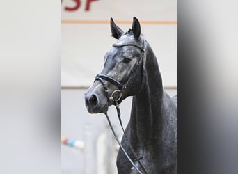 Mecklenburger Warmblut, Hengst, 3 Jahre, 172 cm, Schimmel