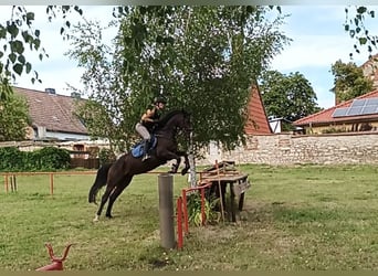 Mecklenburger Warmblut, Hengst, 5 Jahre, 165 cm, Brauner