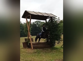 Mecklenburger Warmblut, Hengst, 5 Jahre, 165 cm, Brauner