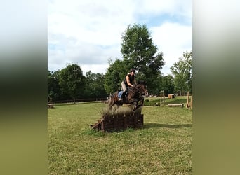 Mecklenburger Warmblut, Hengst, 5 Jahre, 165 cm, Brauner