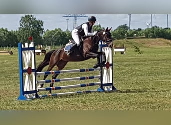 Mecklenburger Warmblut, Hengst, 5 Jahre, 165 cm, Brauner