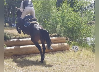 Mecklenburger Warmblut, Hengst, 5 Jahre, 165 cm, Brauner