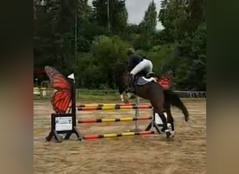 Mecklenburger Warmblut, Hengst, 5 Jahre, 165 cm, Brauner