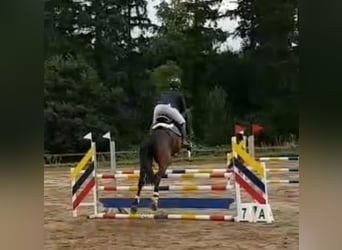 Mecklenburger Warmblut, Hengst, 5 Jahre, 165 cm, Brauner