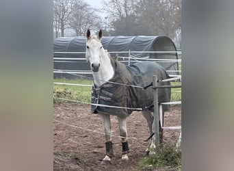 Mecklenburger Warmblut, Hengst, 9 Jahre, 176 cm, Schimmel
