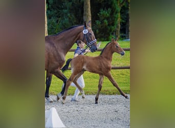 Mecklenburger Warmblut, Hengst, Fohlen (06/2026), 122 cm, Schimmel