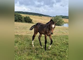 Mecklenburger Warmblut, Hengst, Fohlen (03/2024), 148 cm, Dunkelbrauner