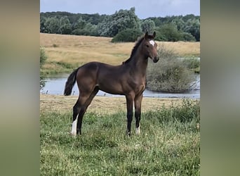 Mecklenburger Warmblut, Hengst, Fohlen (03/2024), 148 cm, Dunkelbrauner