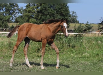 Mecklenburger Warmblut Mix, Hengst, Fohlen (04/2024), 165 cm, Brauner