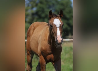 Mecklenburger Warmblut Mix, Hengst, Fohlen (04/2024), 165 cm, Brauner