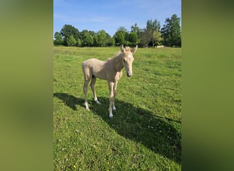 Mecklenburger Warmblut, Hengst, , 165 cm, Palomino