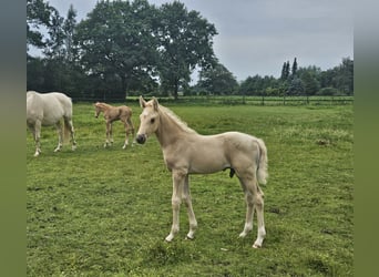 Mecklenburger Warmblut, Hengst, , 165 cm, Palomino