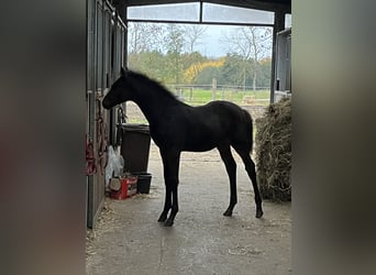 Mecklenburger Warmblut, Hengst, Fohlen (07/2025), 168 cm