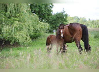 Mecklenburger Warmblut, Hengst, Fohlen (04/2024), 170 cm, Brauner