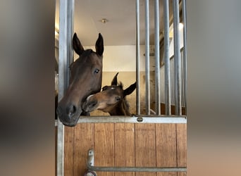 Mecklenburger Warmblut, Hengst, Fohlen (04/2025), 170 cm, Dunkelbrauner