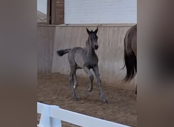 Mecklenburger Warmblut, Hengst, , 170 cm, Rappe