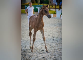 Mecklenburger Warmblut, Hengst, Fohlen (05/2026), 170 cm, Rappe