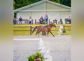 Mecklenburger Warmblut, Hengst, Fohlen (05/2026), 170 cm, Rappe