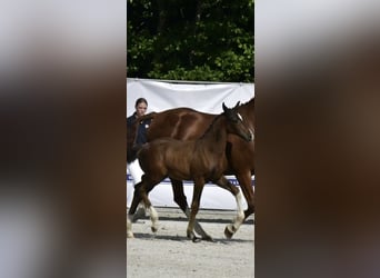 Mecklenburger Warmblut, Hengst, Fohlen (04/2025), Brauner