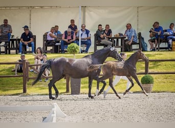 Mecklenburger Warmblut, Hengst, Fohlen (04/2026), Brauner