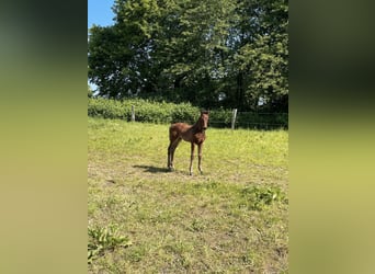 Mecklenburger Warmblut, Hengst, Fohlen (04/2024), Brauner