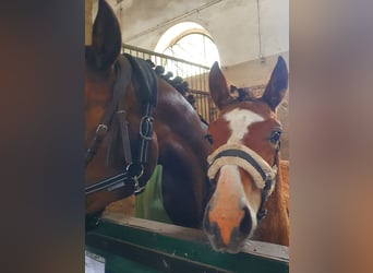 Mecklenburger Warmblut, Hengst, , Brauner