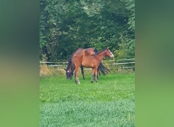 Mecklenburger Warmblut, Hengst, Fohlen (04/2025), Brauner