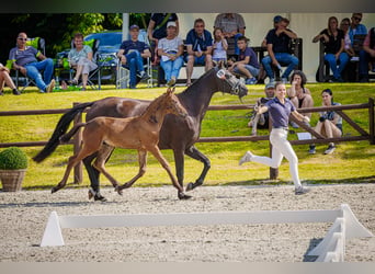 Mecklenburger Warmblut, Hengst, Fohlen (05/2026), Dunkelbrauner