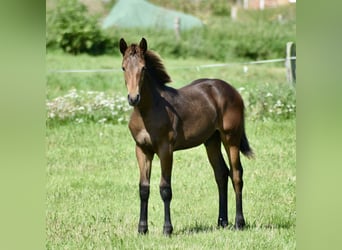 Mecklenburger Warmblut, Hengst, Fohlen (04/2025), Dunkelbrauner