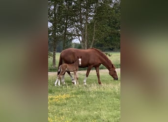 Mecklenburger Warmblut, Hengst, , Fuchs