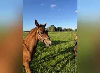 Mecklenburger Warmblut, Hengst, Fohlen (05/2024), Fuchs