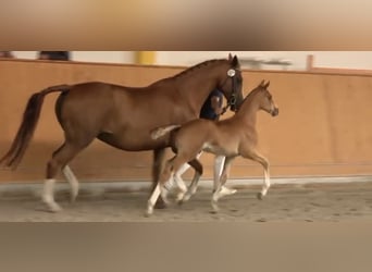 Mecklenburger Warmblut, Hengst, , Fuchs