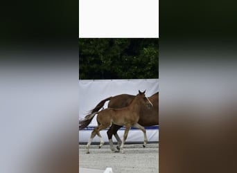 Mecklenburger Warmblut, Hengst, Fohlen (05/2025), Fuchs