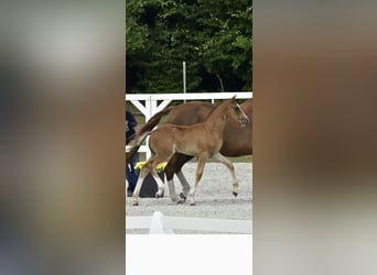 Mecklenburger Warmblut, Hengst, Fohlen (05/2025), Fuchs